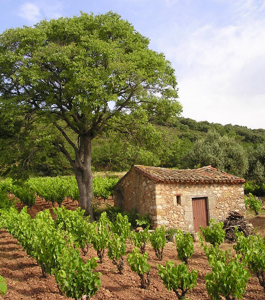 Soirée dégustation Grands Vins du LANGUEDOC