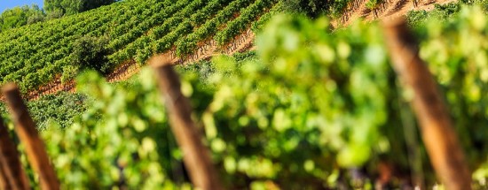 <p>Domaine FIGUIERE, une viticulture biologique pour des vins d'exception !</p>
