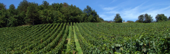 <p>François LUMPP, vigneron phare de l'appellation Givry, les millésimes se suivent avec une régularité exemplaire !</p>