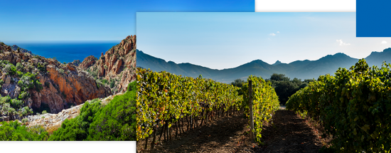 <p>CLOS CANARELLI, domaine emblématique des grands vins Corses ! </p>
