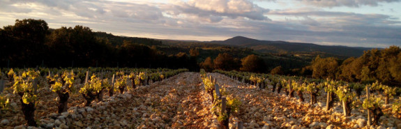 <p>Domaine SAINT SYLVESTRE, désormais un Must du Languedoc, parmi les meilleurs producteurs des Terrasses du Larzac !</p>