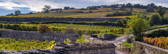 <p>Domaine de MONTILLE, un domaine des plus emblématiques, des vins épurés et intenses !</p>