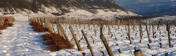 <p>Gilles BERLIOZ, un vigneron audacieux qui transforme les cépages locaux en véritables joyaux, au sommet de la Savoie ! </p>