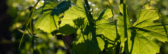 <p>Boris CHAMPY, dans un contexte de réchauffement climatique les Hautes-Côtes de Beaune se hissent parmi les grands vins de la Côte !</p>