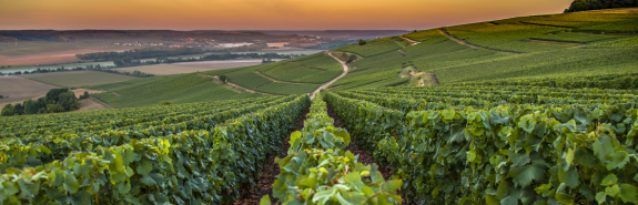 <p>Champagne Françoise BEDEL, des vins brillants par leur maturité et leur complexité, un rare domaine en bio-biodynamie, 2* à la RVF !</p>