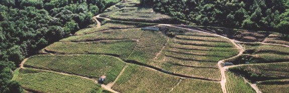  Pierre et Jérôme COURSODON, dans le trio de tête de l’appellation Saint-Joseph, 94+/100 pour l'Olivaie 2020 !  