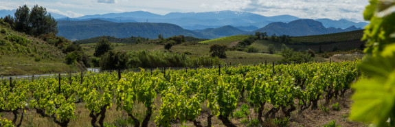  Maxime MAGNON, un style unique en Corbières, finesse de texture, précision des saveurs, profondeur, 94+/100 pour le Saint Jacques 2022 !  