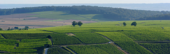  François CROCHET vigneron talentueux, place le domaine parmi l'élite Sancerroise ! 