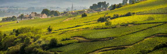  Emmanuel HUMBERT, sublime les terroirs exceptionnels de Gevrey-Chambertin, les vins du domaine ont une indéniable capacité de garde ! 