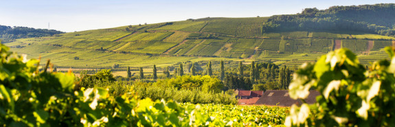  OSTERTAG, fervent adepte de la bio-dynamie, Arthur signe des vins sensibles et rayonnants, 3* à la RVF ! 