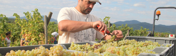  Lucas RIEFFEL, où tradition familiale et viticulture biologique s’unissent pour révéler des vins d’Alsace d’une pureté remarquable !  