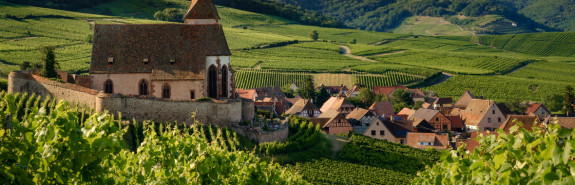  Jean BOXLER et le Grand Cru Sommerberg, une alchimie devenue incontournable, une référence dans le monde des Grands Rieslings ! 