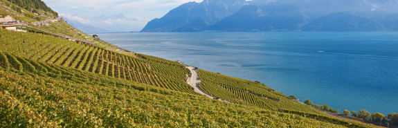  LES VIGNES DU PARADIS, parmi les plus excitantes expressions du paysage savoyard actuel ! 