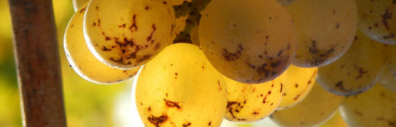  Emmanuel OGEREAU, producteur de l'année 2020 au guide Bettane, une nouvelle partition juste du chenin, un domaine à suivre de très près ! 