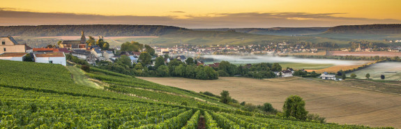  Champagne Roger COULON, prennent naissance dans le nord de la Montagne de Reims, avec des champagnes vineux, intensément aromatisés et d'un caractère considérable !  