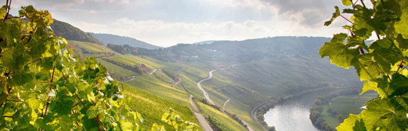  Weingut GÜNTHER STEINMETZ, un rapport qualité prix hors norme, 2 vins notés 98/100 par James Suckling ! 