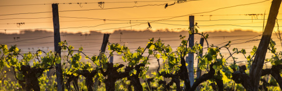  FONT DE COURTEDUNE : on se délectera de l’igp Vaucluse 2022, des Châteauneufs 2022 pleins et aboutis notés 100/100 !  