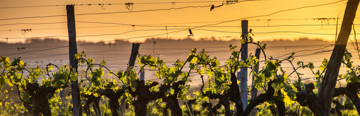 Font de Courtedune (Châteauneuf-du-Pape)