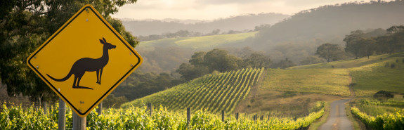  PENFOLDS, l’un des domaines viticoles les plus emblématiques d’Australie. Les vins se distinguent par une recherche constante de puissance, concentration et équilibre ! 