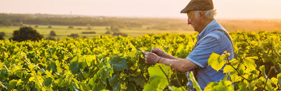 Les Vignes Saint Vincent (Muscadet, Loire)
