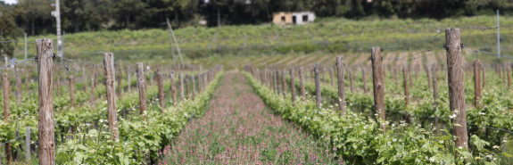  Domaine de BEAURENARD, pionnier de la biodynamie, une signature incontournable à Châteauneuf-du-Pape, Le Boisrenard parmi les plus grandes cuvées de l'appellation ! 